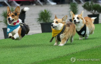 chum-anh-cuoc-dua-cho-corgi-quoc-te-lithuania-2025-11.jpg
