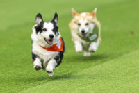 chum-anh-cuoc-dua-cho-corgi-quoc-te-lithuania-2025-04.jpg