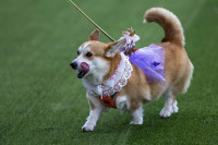 chum-anh-cuoc-dua-cho-corgi-quoc-te-lithuania-2025-03.jpg