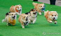 chum-anh-cuoc-dua-cho-corgi-quoc-te-lithuania-2025-10.jpg
