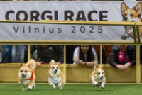 chum-anh-cuoc-dua-cho-corgi-quoc-te-lithuania-2025-05.jpg