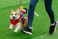 chum-anh-cuoc-dua-cho-corgi-quoc-te-lithuania-2025-21.jpg