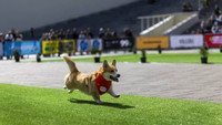 chum-anh-cuoc-dua-cho-corgi-quoc-te-lithuania-2025-07.jpg