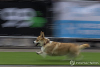 chum-anh-cuoc-dua-cho-corgi-quoc-te-lithuania-2025-13.jpg
