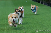 chum-anh-cuoc-dua-cho-corgi-quoc-te-lithuania-2025-12.jpg