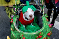 chum-anh-nhung-chu-cho-halloween-05-020.jpg
