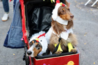 chum-anh-nhung-chu-cho-halloween-05-013.jpg