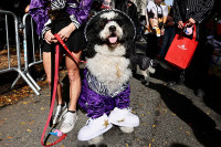 chum-anh-nhung-chu-cho-halloween-05-016.jpg