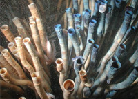 5-loai-vat-co-tuoi-tho-vuot-xa-con-nguoi-5.jpg