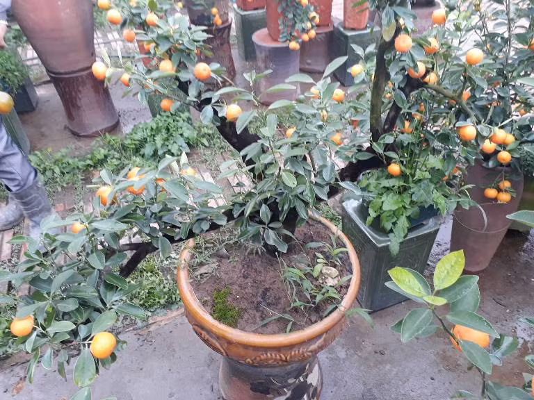 Gốc cây quất bonsai cổ thụ rêu phong.