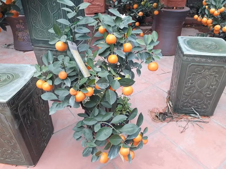 Những cây quất bonsai để bàn nhỏ xinh giá từ 500-800 đồng/cây.