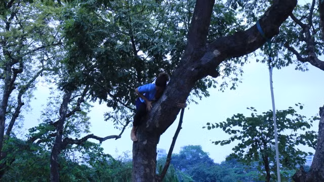 Nghệ sỹ đu dây, nhào lộn ngay trên cây đa phố đi bộ. Nghệ sỹ đu dây, nhào lộn ngay trên cây đa phố đi bộ.