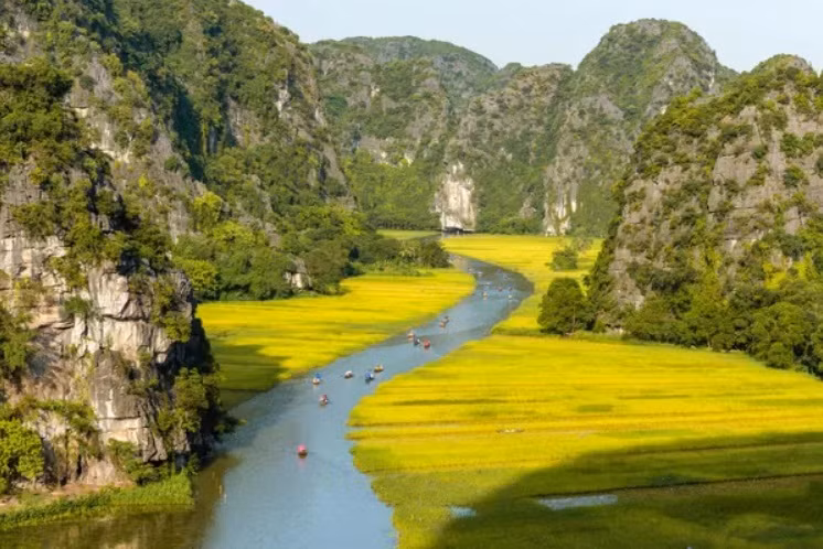 Cánh đồng lúa vàng trên con sông Ngô Đồng ở Tam Cốc Bích Động, Ninh Bình, Việt Nam. Hình ảnh thay ngàn lời nói về những dòng sông