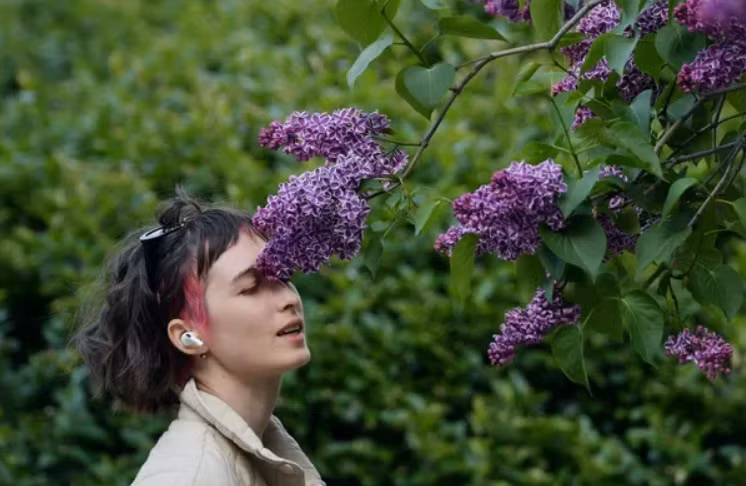 Hoa tử đinh hương gây xao xuyến tại St.Petersburg