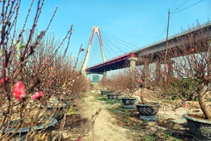 Vườn đào bên sông Hồng rực rỡ sắc xuân ngày cận Tết