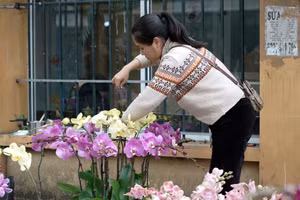 Hoa lan hồ điệp đổ bộ phố Hà Nội, giá từ vài trăm nghìn đồng/chậu