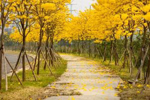 Phố Hà Nội đẹp ngỡ ngàng mùa phong linh nở 