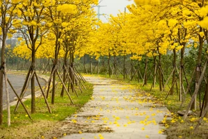 Phố Hà Nội đẹp ngỡ ngàng mùa phong linh nở 