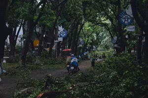 Cây đổ ngổn ngang trên con phố đẹp nhất Hà Nội sau bão số 3
