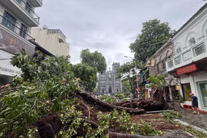 Nhiều cây cổ thụ biểu tượng của Hà Nội gãy đổ sau bão