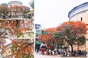 Nhiều tuyến phố ở Hà Nội được 'nhuộm đỏ' khi cây thay lá