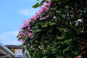 Hà Nội ngập tràn sắc tím của hoa bằng lăng