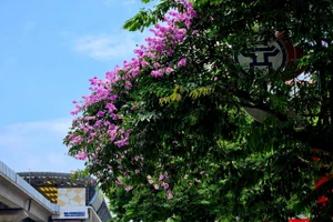 Hà Nội ngập tràn sắc tím của hoa bằng lăng