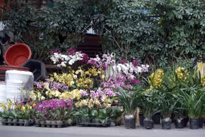 Hà Nội: Phố cây cảnh Hoàng Hoa Thám tấp nập ngày giáp Tết