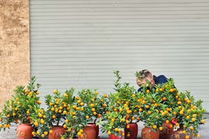 Hà Nội: Chậu quất cảnh mini để bàn tiện dụng, vừa xinh