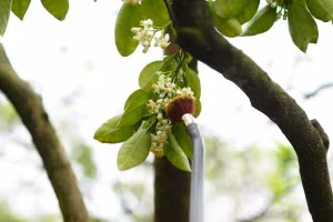 Làng bưởi Diễn nhộn nhịp vào mùa 'se duyên' cho hoa