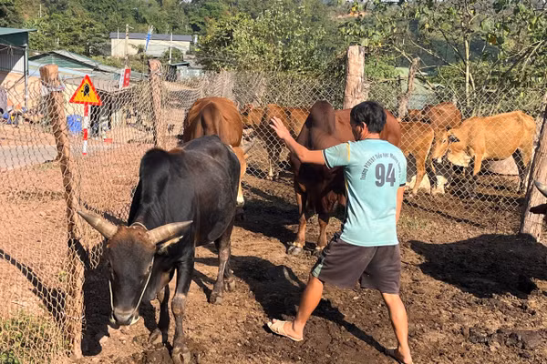 Ông Páo kiểm tra đàn bò của gia đình.
