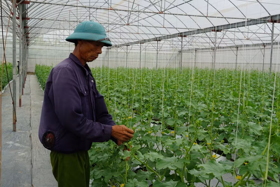 Khu nhà màng ứng dụng công nghệ cao vào sản xuất nông nghiệp của HTX An Thịnh Phát tại xã Tống Trân, Hưng Yên.