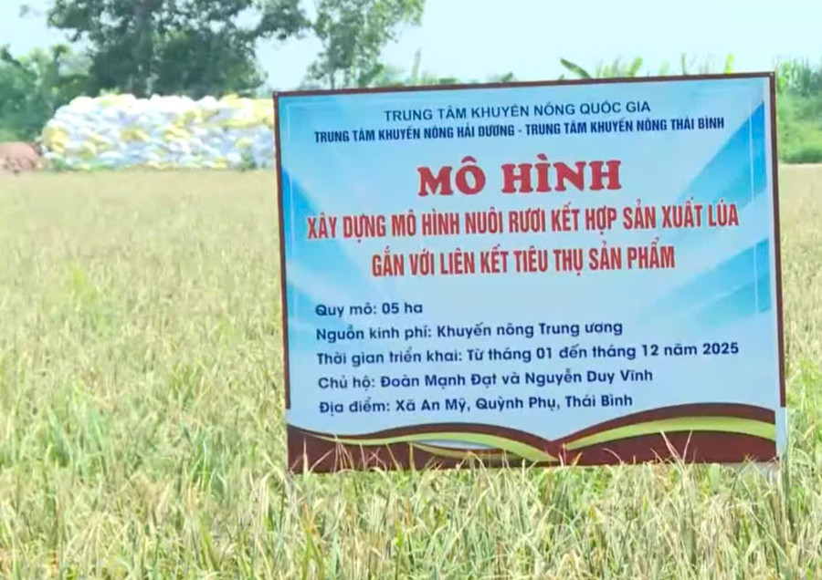 Hưng Yên đang triển khai nhân rộng mô hình sản xuất lúa kết hợp nuôi rươi trên địa bàn. 