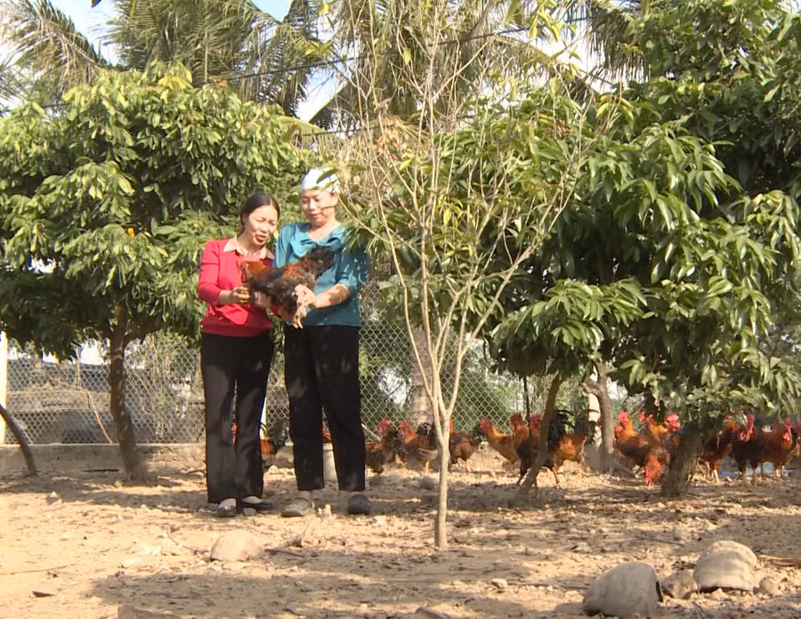 Nhiều mô hình sản xuất kinh doanh, chăn nuôi, trồng trọt… được hình thành và nhân rộng giúp phụ nữ vươn lên làm giàu.