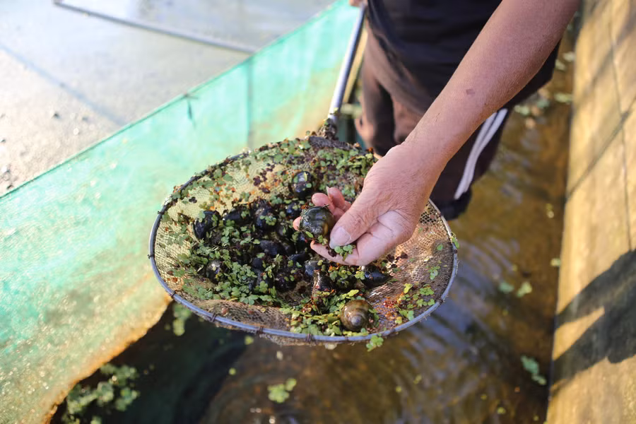 Nuôi ốc nhồi – mô hình nông nghiệp mang lại hiệu quả kinh tế cao.