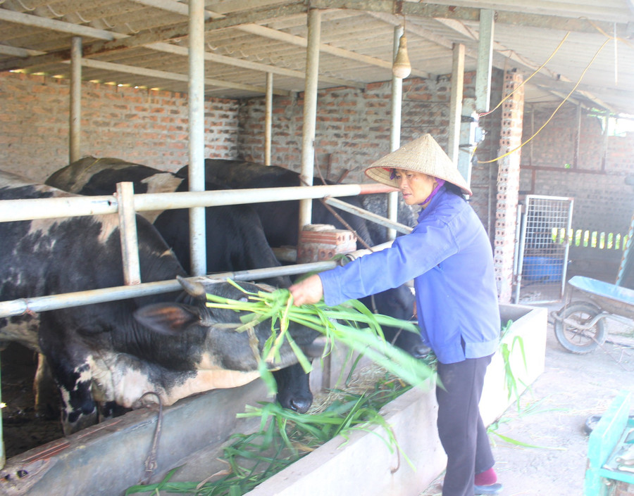 Từ một giáo viên nghỉ hưu bà Vũ Thị Bé trở thành tấm gương tiêu biểu về phát triển kinh tế với mô hình VAC.