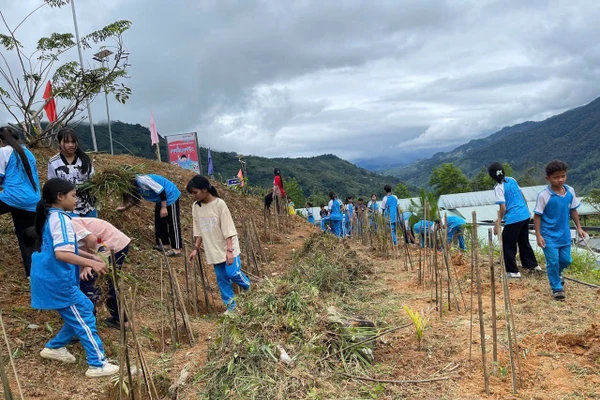 Học sinh Trường Phổ thông dân tộc bán trú Tiểu học & THCS Trà Nam làm đất, trồng cây dược liệu tại vườn trường.