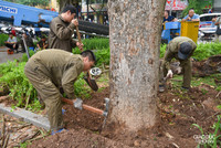 Chặt hạ 3 cây sưa đỏ chết khô ven hồ Gươm