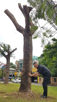 Tại sao hàng loạt cây xanh ở Huế bị cắt trụi cành giữa trời nắng?