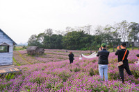 Đẹp ngỡ ngàng cánh đồng hoa bách nhật nở rộ như trời Âu giữa lòng Hà Nội