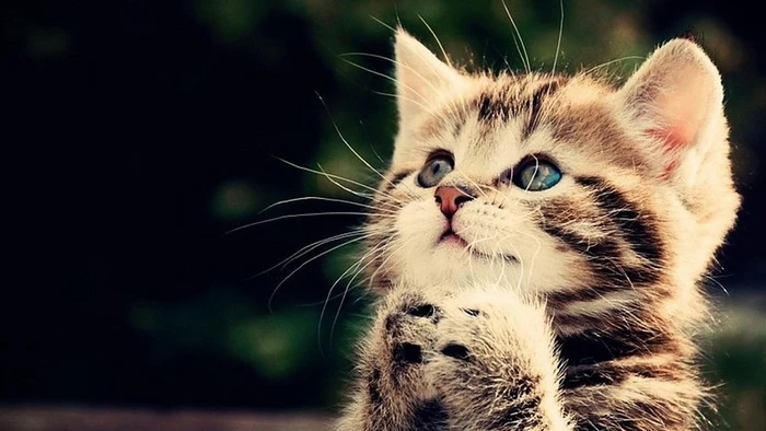 Tử vi tuổi Mão 2026: Tình duyên may mắn, đề phòng vướng thị phi, tranh chấp