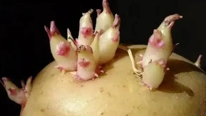 Nếu khoai đã nảy mầm, nên cố gắng loại bỏ phần nảy mầm, và nếu chồi đã lớn hoặc khoai chuyển mềm hoặc thối, tốt nhất không nên ăn. (Ảnh: ITN)