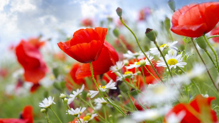 Nhân Mã nên nghiêm túc trong tình yêu, Cự Giải lấy lại được cân bằng ngày 27/11