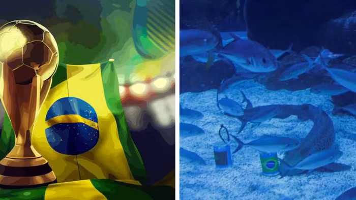 Cá mập 'tiên tri' kết quả trận Brazil – Morocco rạng sáng 14/6