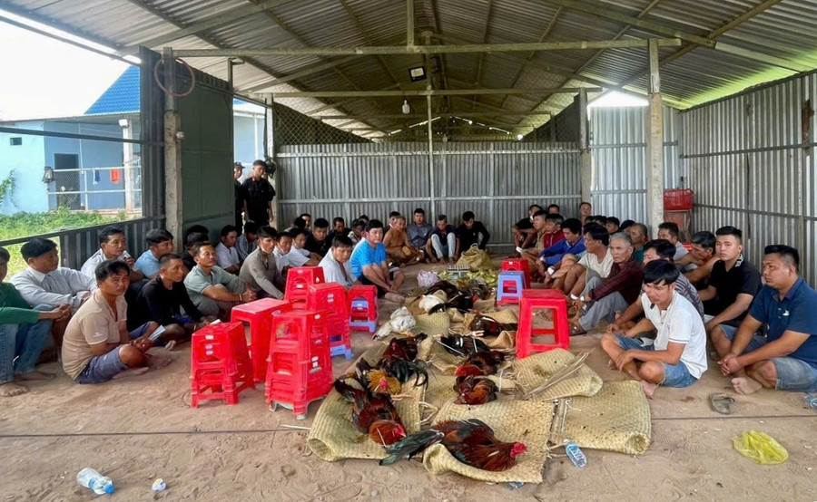 Hàng chục người đánh bạc theo hình thức đá gà bị Công an Tây Ninh bắt quả tang. (Ảnh: Công an Tây Ninh)