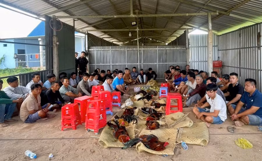 Hàng chục người đánh bạc theo hình thức đá gà bị Công an Tây Ninh bắt quả tang. (Ảnh: Công an Tây Ninh)