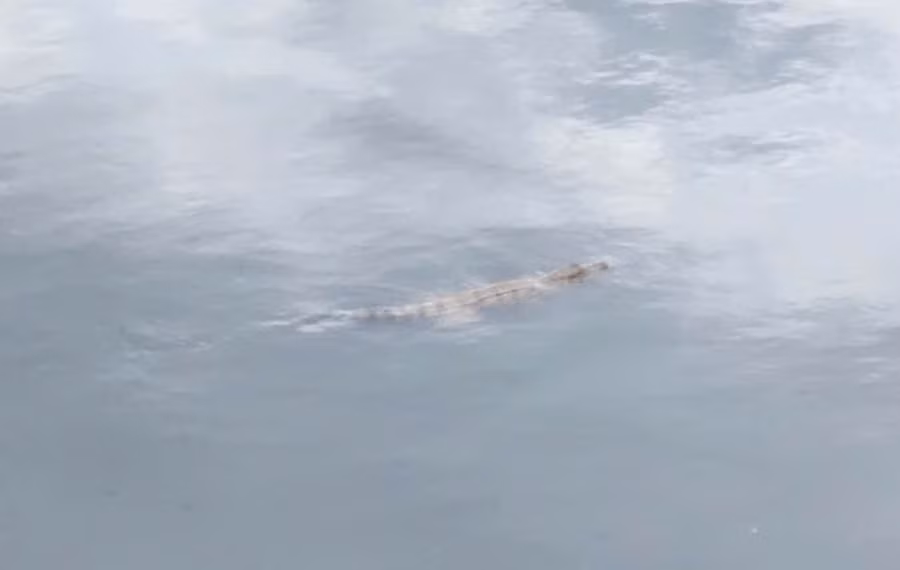 Cá sấu bơi trên kênh Nước Đen, phường Bình Hưng Hòa, TPHCM. (Ảnh: Phúc Uyên)