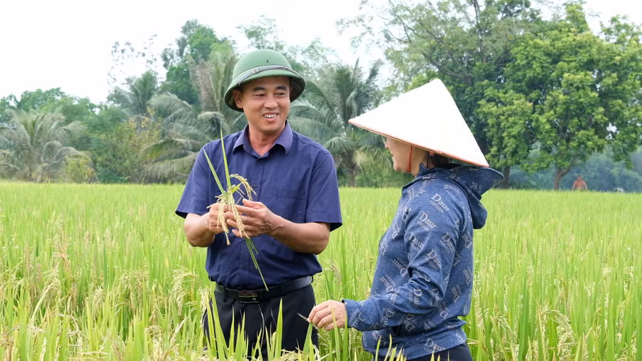 Nhờ được đào tạo, chuyển giao kỹ thuật, người dân TDP Đồng Quán, phường Phổ Yên, tỉnh Thái Nguyên, thu được lúa có năng suất, chất lượng cao.