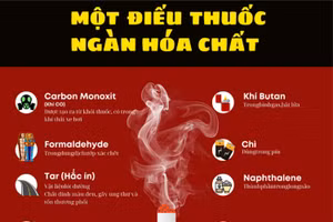 Infographic: Những độc tính có trong khói thuốc lá 