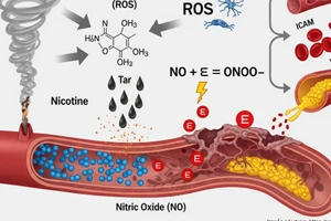 Infographic: 7,357 hóa chất trong khói thuốc lá và cơ chế hủy hoại hệ tim 
